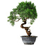 Juniperus chinensis Kishu, 33 cm, ± 15 Jahre alt