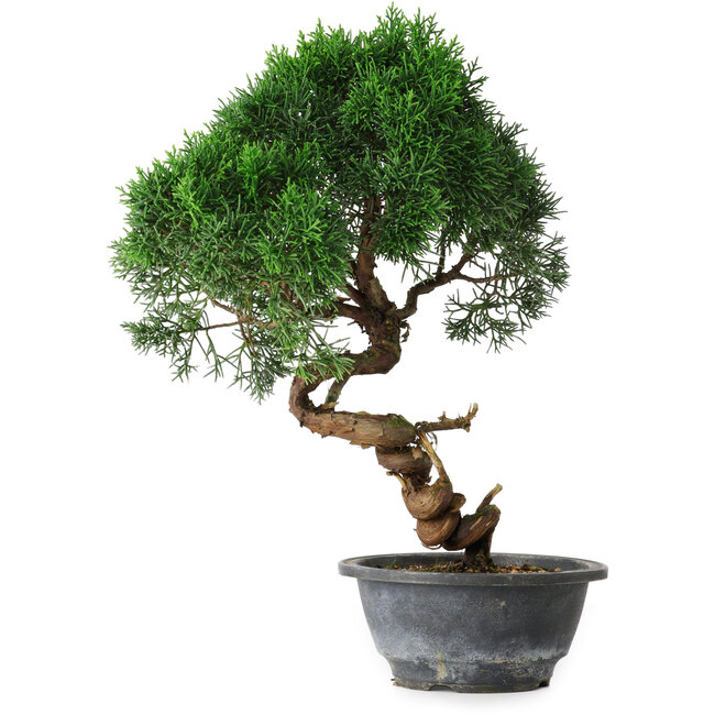 Juniperus chinensis Kishu, 33 cm, ± 15 Jahre alt
