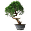 Juniperus chinensis Kishu, 33 cm, ± 15 years old