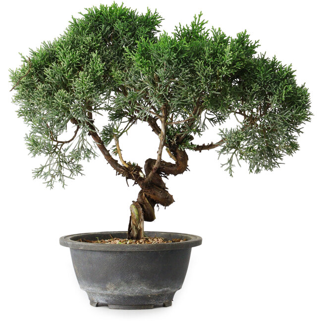 Juniperus chinensis Kishu, 25 cm, ± 15 ans
