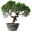 Juniperus chinensis Kishu, 25 cm, ± 15 years old