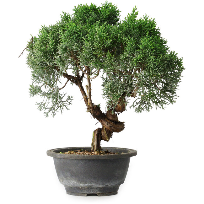 Juniperus chinensis Kishu, 25 cm, ± 15 years old
