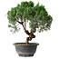 Juniperus chinensis Kishu, 25 cm, ± 15 anni