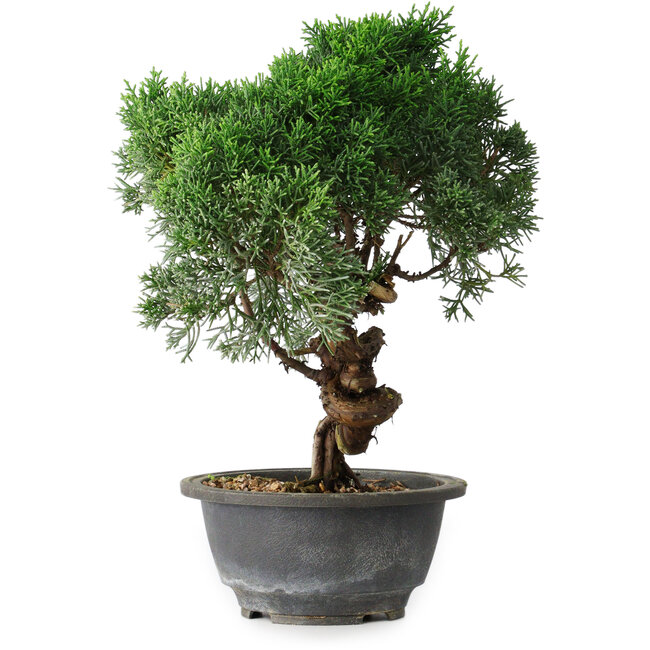 Juniperus chinensis Kishu, 25 cm, ± 15 años
