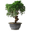 Juniperus chinensis Kishu, 25 cm, ± 15 Jahre alt