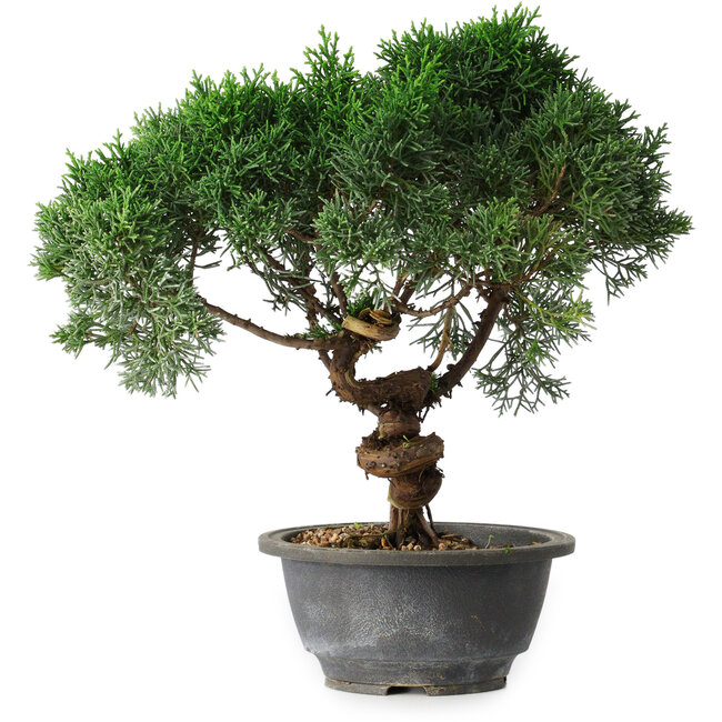 Juniperus chinensis Kishu, 25 cm, ± 15 Jahre alt
