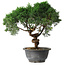 Juniperus chinensis Kishu, 25 cm, ± 15 ans