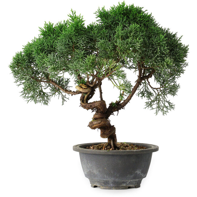 Juniperus chinensis Kishu, 25 cm, ± 15 Jahre alt