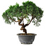 Juniperus chinensis Kishu, 25 cm, ± 15 years old