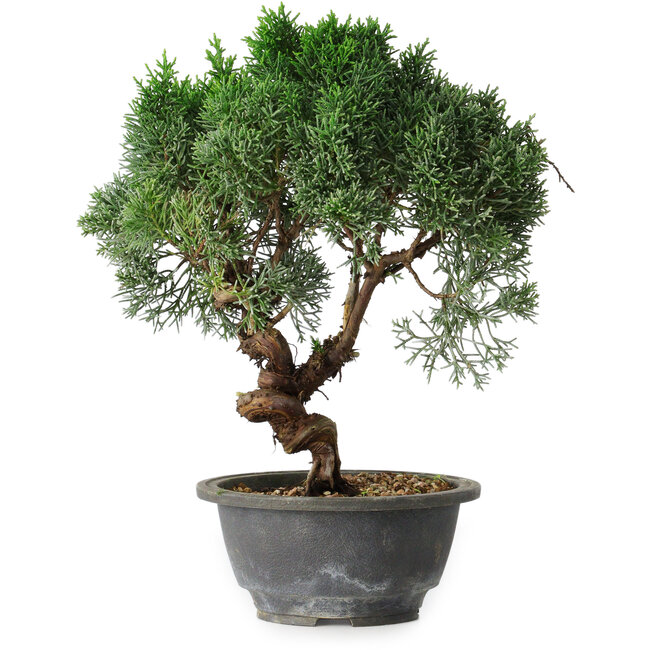 Juniperus chinensis Kishu, 25 cm, ± 15 años