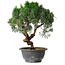 Juniperus chinensis Kishu, 25 cm, ± 15 years old
