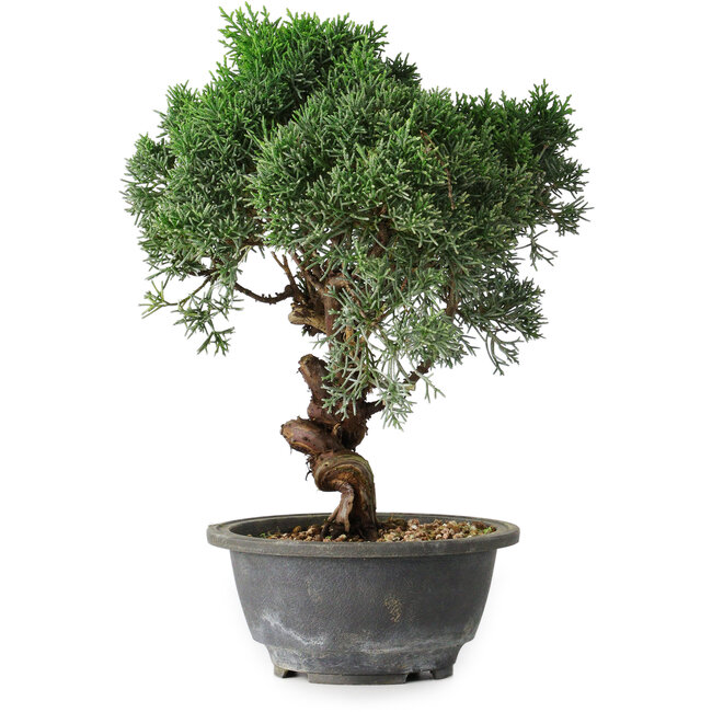 Juniperus chinensis Kishu, 25 cm, ± 15 años