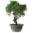 Juniperus chinensis Kishu, 25 cm, ± 15 ans