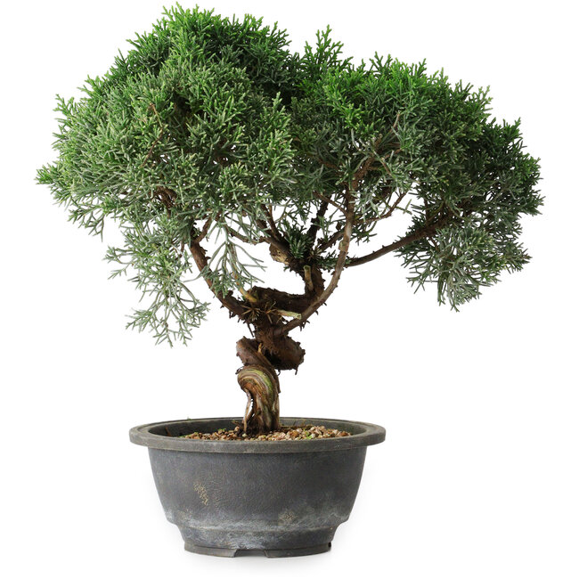 Juniperus chinensis Kishu, 25 cm, ± 15 Jahre alt