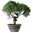 Juniperus chinensis Kishu, 25 cm, ± 15 years old