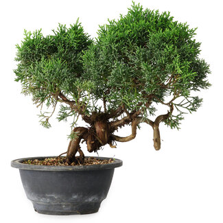 Juniperus chinensis Kishu, 22 cm, ± 15 years old