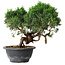 Juniperus chinensis Kishu, 22 cm, ± 15 Jahre alt