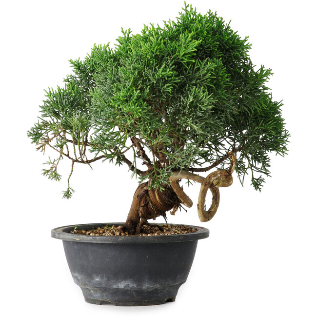 Juniperus chinensis Kishu, 22 cm, ± 15 jaar oud