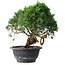 Juniperus chinensis Kishu, 22 cm, ± 15 years old