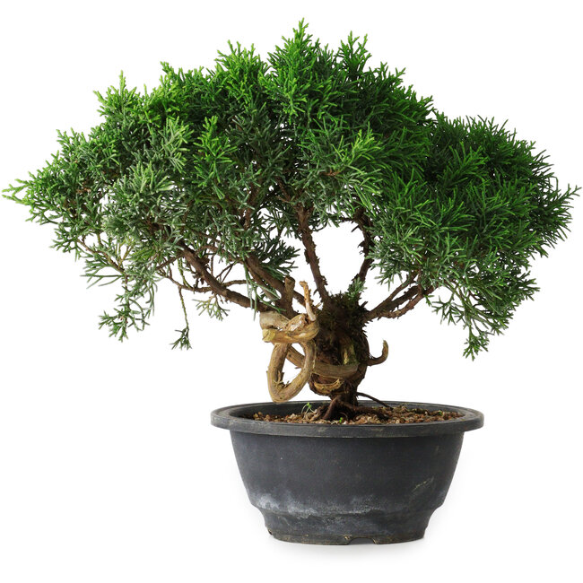 Juniperus chinensis Kishu, 22 cm, ± 15 anni