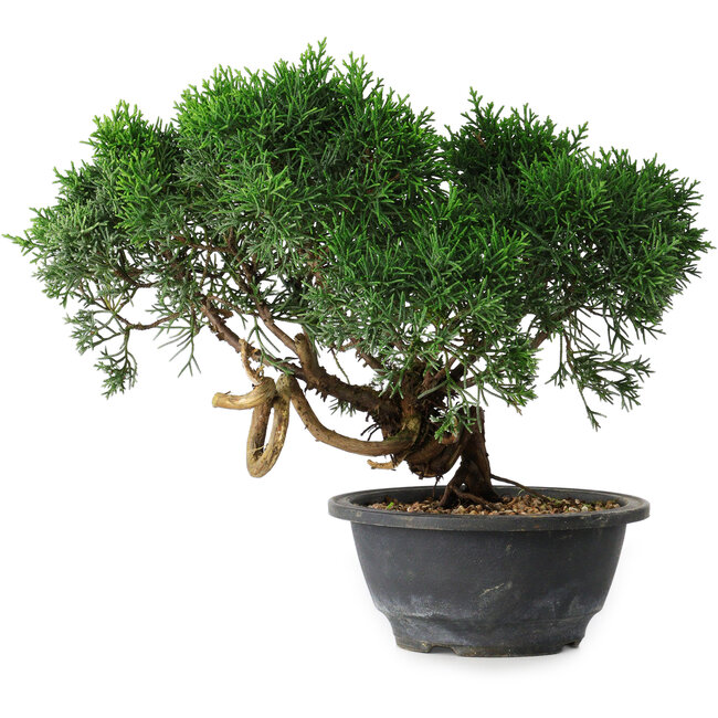 Juniperus chinensis Kishu, 22 cm, ± 15 years old