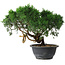 Juniperus chinensis Kishu, 22 cm, ± 15 Jahre alt