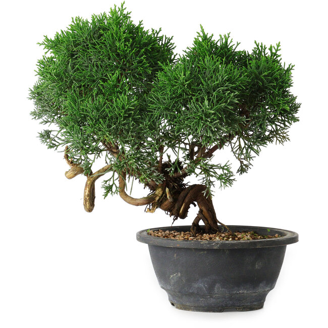Juniperus chinensis Kishu, 22 cm, ± 15 years old
