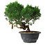 Juniperus chinensis Kishu, 22 cm, ± 15 Jahre alt