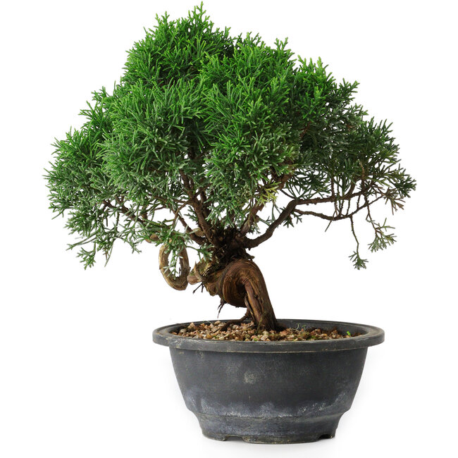 Juniperus chinensis Kishu, 22 cm, ± 15 years old