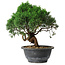 Juniperus chinensis Kishu, 22 cm, ± 15 ans