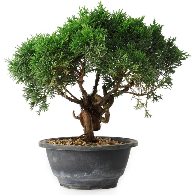 Juniperus chinensis Kishu, 22 cm, ± 15 Jahre alt