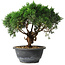 Juniperus chinensis Kishu, 22 cm, ± 15 Jahre alt