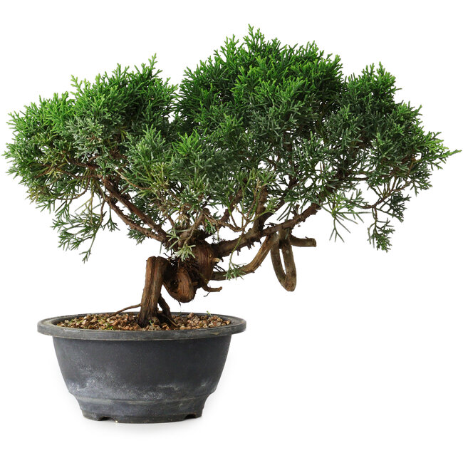 Juniperus chinensis Kishu, 22 cm, ± 15 años