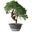 Juniperus chinensis Kishu, 26,5 cm, ± 15 ans