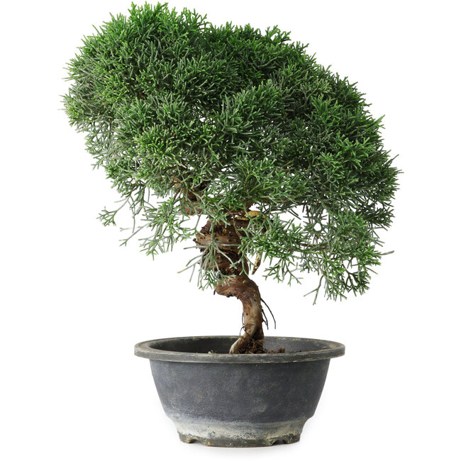 Juniperus chinensis Kishu, 26,5 cm, ± 15 ans