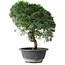 Juniperus chinensis Kishu, 26,5 cm, ± 15 Jahre alt