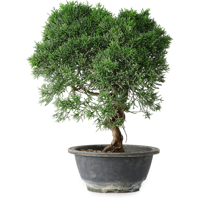 Juniperus chinensis Kishu, 26,5 cm, ± 15 ans