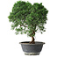 Juniperus chinensis Kishu, 26,5 cm, ± 15 Jahre alt