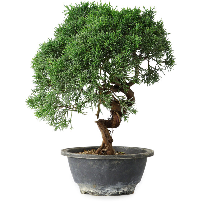 Juniperus chinensis Kishu, 26,5 cm, ± 15 ans