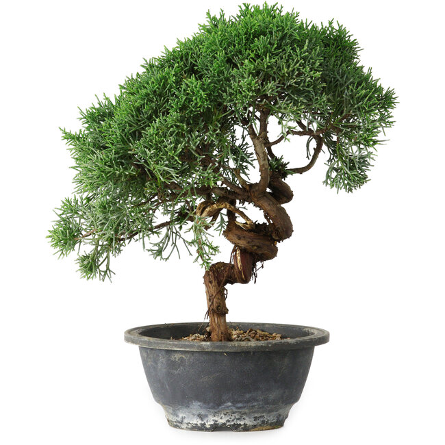 Juniperus chinensis Kishu, 26,5 cm, ± 15 Jahre alt