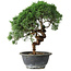 Juniperus chinensis Kishu, 26,5 cm, ± 15 Jahre alt