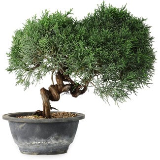Juniperus chinensis Kishu, 22 cm, ± 15 Jahre alt