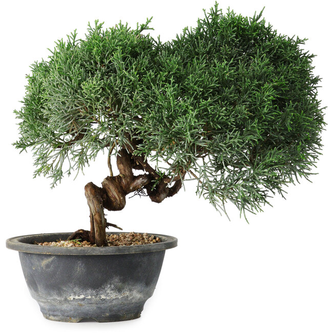 Juniperus chinensis Kishu, 22 cm, ± 15 ans