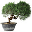 Juniperus chinensis Kishu, 22 cm, ± 15 ans