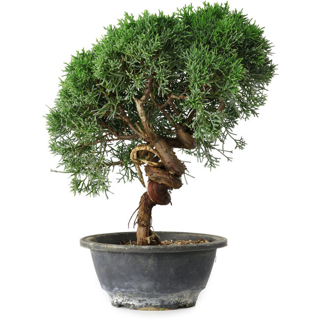 Juniperus chinensis Kishu, 26,5 cm, ± 15 Jahre alt