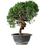 Juniperus chinensis Kishu, 26,5 cm, ± 15 Jahre alt