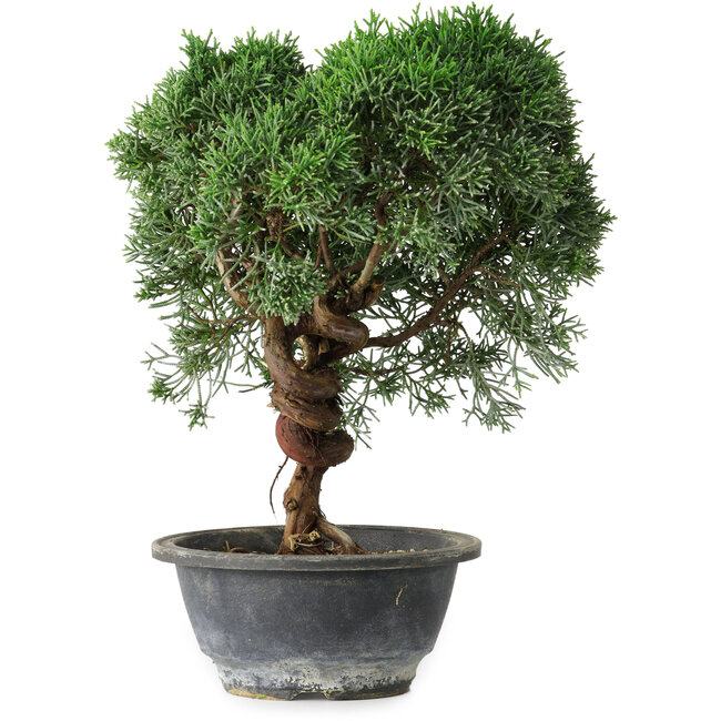 Juniperus chinensis Kishu, 26,5 cm, ± 15 ans