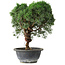 Juniperus chinensis Kishu, 26,5 cm, ± 15 ans