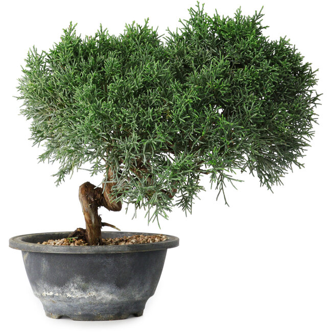 Juniperus chinensis Kishu, 22 cm, ± 15 Jahre alt