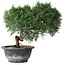 Juniperus chinensis Kishu, 22 cm, ± 15 Jahre alt